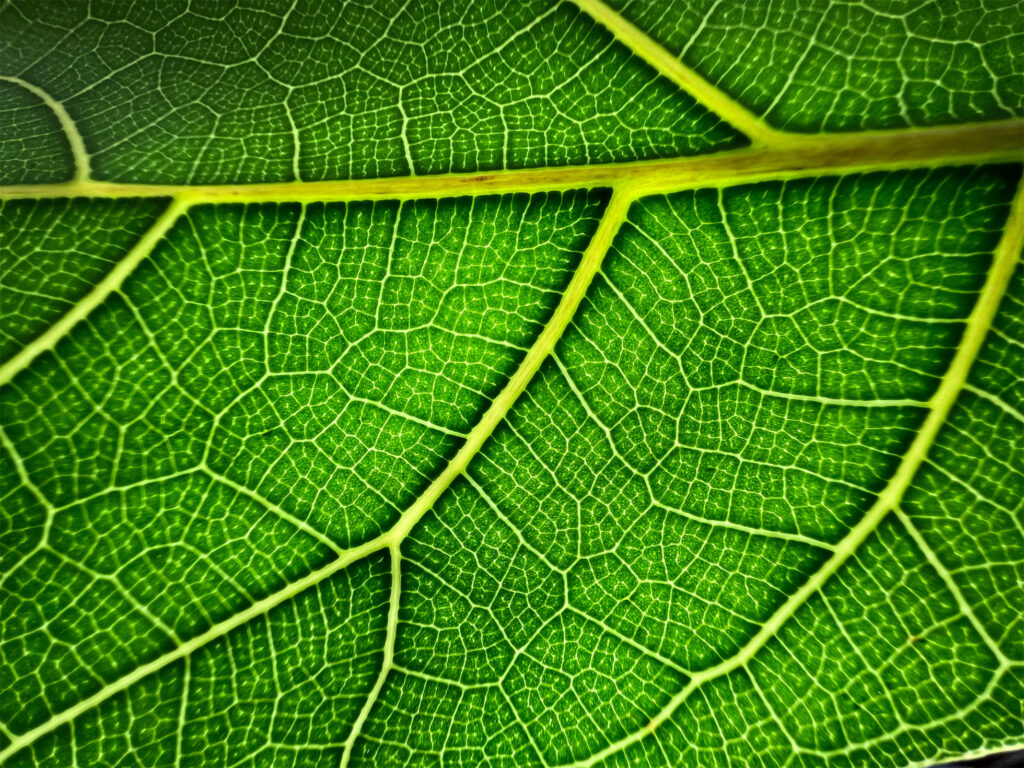 iPhone 13 Pro Max gallery photo 5